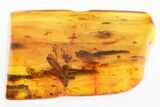 Detailed Fossil Beetle and Caddisfly in Baltic Amber #325415-2